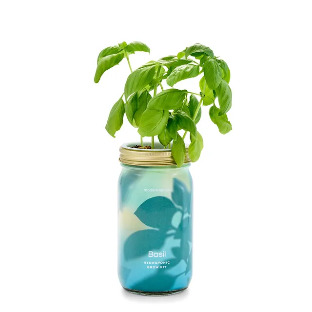 Basil Garden Jar by Modern Sprout