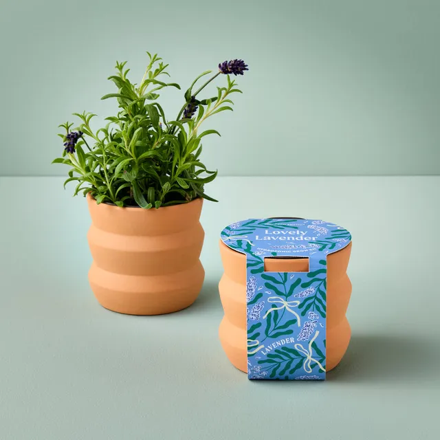 Tiny Terracotta Lavender Kit by Modern Sprout